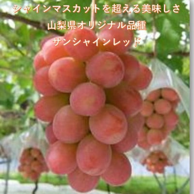 【2026年先行受付】超希少　牧丘天空の丘ブランド「シャインマスカットファミリーバラエティーセット」【配送不可地域：離島】