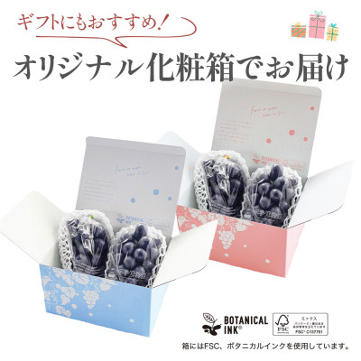 【2026年発送分先行受付】山梨産 ピオーネ(種なし) 2房 約1kg 化粧箱入り 産地直送でお届け【配送不可地域：離島・沖縄県】