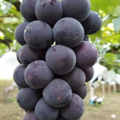 【2026発送予定】【訳あり】葡萄2色入り化粧箱入り　山梨市産地直送　約400g×2房【配送不可地域：離島】