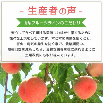 《2026年発送　先行受付》桃 『白鳳系』 約2kg 5～8玉 朝もぎ直送! 選び抜かれた桃【配送不可地域：離島】