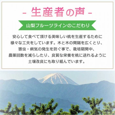 《2026年発送　先行受付》桃 『白桃系』 約2kg 5～8玉 朝もぎ直送! 選び抜かれた桃【配送不可地域：離島】