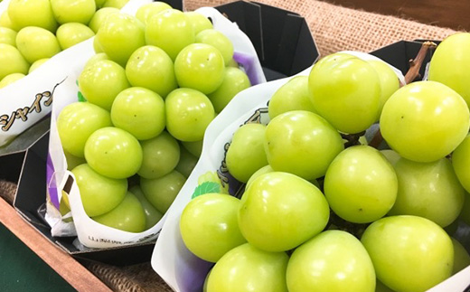 【2026年先行受付】やみつきシャインマスカット 1.5kg(3～4房)【配送不可地域：離島】