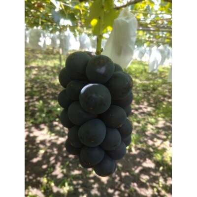 【2026年先行受付】産地直送 山梨市産 巨峰2房【配送不可地域：離島】