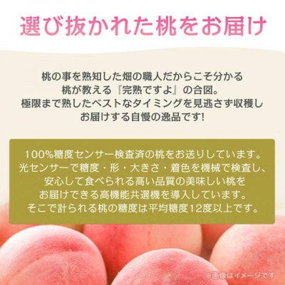 《2026年発送　先行受付》朝もぎ直送!『黄桃系』5～8玉  選び抜かれた桃【配送不可地域：離島】