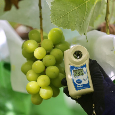 【2026年先行受付】2026年9月下旬発送「牧丘天空のシャインマスカット」 約1kg(2～3房)【配送不可地域：離島・沖縄県】