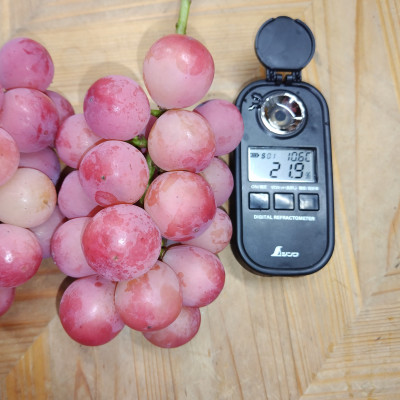 【2026年先行受付】2026年9月中旬発送「牧丘天空クイーンニーナ」約1kg(2～3房)【配送不可地域：離島・沖縄県】