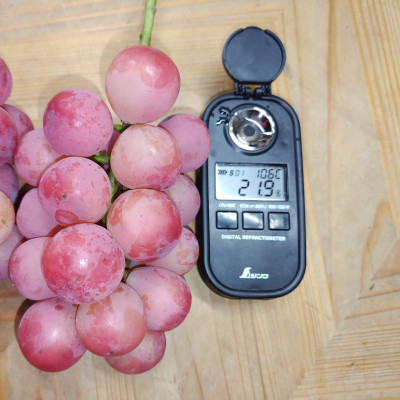 【2026年先行受付】2026年10月上旬発送「幻の牧丘天空クイーンニーナ」約1kg(2～3房)【配送不可地域：離島・沖縄県】