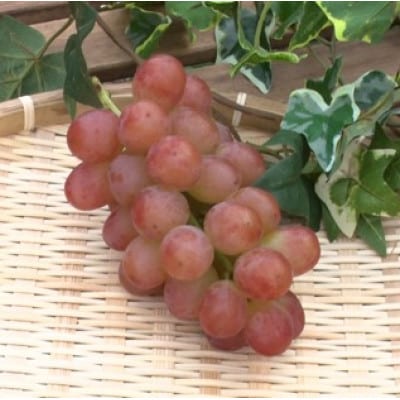 【2026年先行受付】2026年10月上旬発送「牧丘天空の丘ヌーベルローズ」 約1kg(2～3房)【配送不可地域：離島・沖縄県】