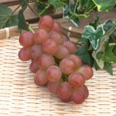 【2026年先行受付】2026年10月下旬発送「牧丘天空の丘ヌーベルローズ」 約1kg(2～3房)【配送不可地域：離島・北海道・沖縄県・中国・四国・九州】