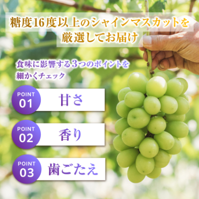 2026年度先行予約 フルーツ王国山梨産厳選 シャインマスカット 3～4房(約1.5kg)【配送不可地域：離島】