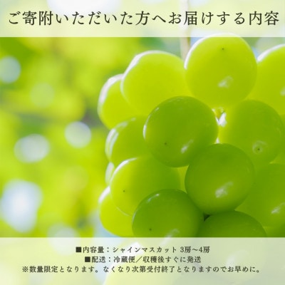 【2026年発送 先行受付】ご家庭用シャインマスカット 3房～4房1.1kg以上 山梨県 山梨市産【配送不可地域：離島】