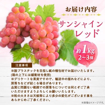 【2026年発送】サンシャインレッド 2～3房 1kg程度 ピンクに輝く シャインマスカット【配送不可地域：離島】