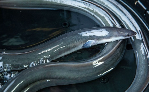 山梨県産富士山脈の地下水うなぎの蒲焼【大尾350g以上】【配送不可地域：離島】