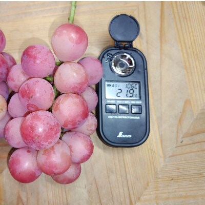 【2026年先行受付】10月中旬発送「牧丘天空の丘クイーンニーナ」約1kg(2～3房)【配送不可地域：離島】