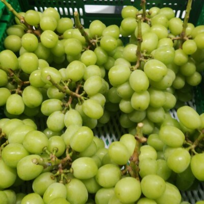 【2026年先行受付】10月中旬より発送「牧丘天空マスカ・サーティーン」約1kg(2～3房)【配送不可地域：離島】