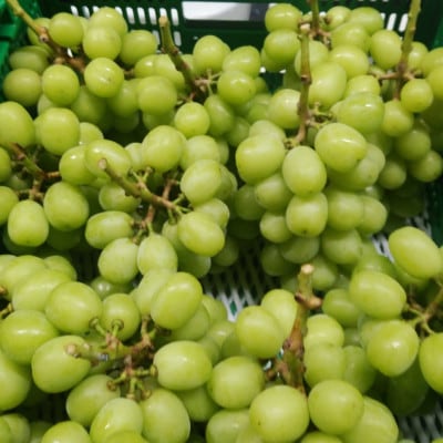 【2026年先行受付】10月下旬より発送「牧丘天空の丘マスカ・サーティーン」約1kg(2～3房)【配送不可地域：離島】