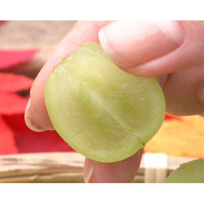 【2026年先行受付】牧丘天空の丘ブランド「シャインマスカット+キング巨峰」約1kg【配送不可地域：離島】