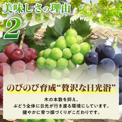 2026年発送 先行受付 朝もぎ直送!!過保護に育った葡萄ぶどう『おまかせ3種』3～6房(約2kg)【配送不可地域：離島】