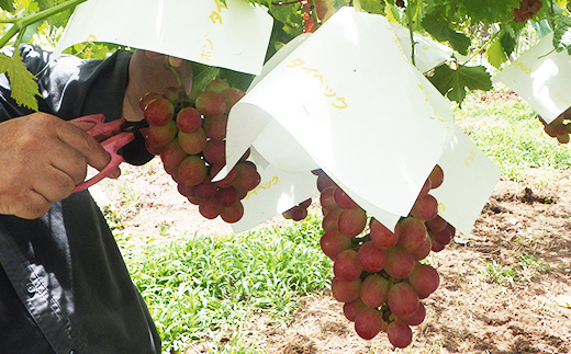 【2026年発送 先行受付】山梨県オリジナル新品種サンシャインレッド!【計1kg程度】【配送不可地域：離島】