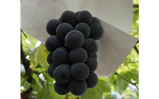 【2026年先行】数量限定ぶどう三色セット(クインニーナ、シャインマスカット、ピオーネ)2kg【配送不可地域：離島】