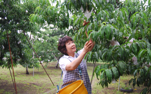 2026年先行　スイートネクタリン　約2kg(6～12個)【配送不可地域：離島・北海道・沖縄県・中国・四国・九州】