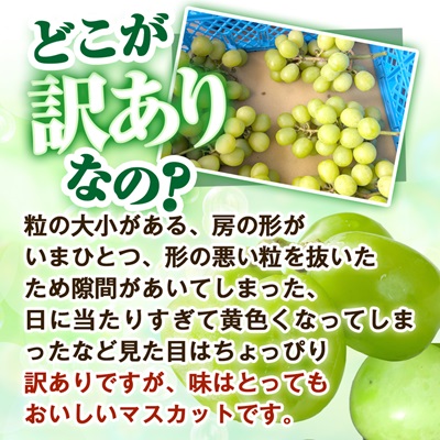 2026年先行受付【見た目は訳あり?味は満足!】農福連携シャインマスカット計1kg【ご家庭用】【配送不可地域：離島】