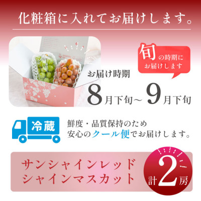 2026年発送【数量限定】希少な新品種サンシャインレッドと大人気シャインマスカットの贅沢2房セット【配送不可地域：離島・沖縄県】
