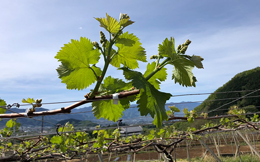 【2026年先行受付】やみつきシャインマスカット 3kg(4～7房)【配送不可地域：離島】