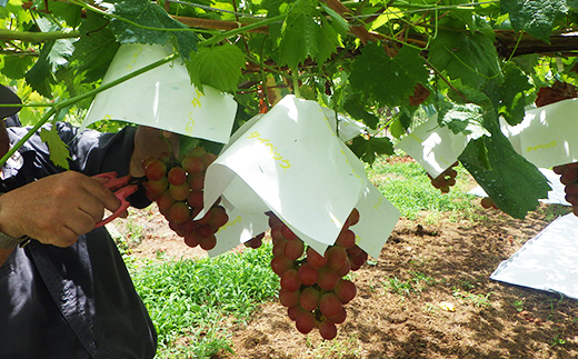 【2026年発送】サンシャインレッド＆シャインマスカット 贅沢2色食べ比べ 計1kg 【農福連携】【配送不可地域：離島】