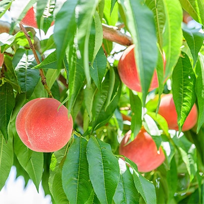 【発送月固定定期便】桃好きさん、集まれ～!個性ある3種のももが楽しめる全3回【配送不可地域：離島・沖縄県】