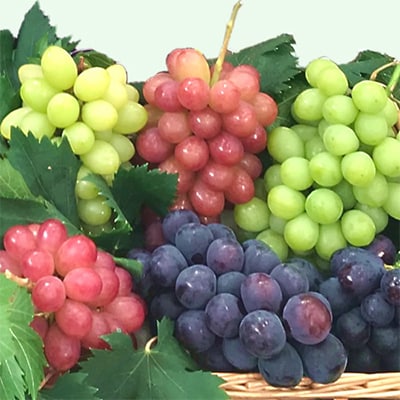 【発送月固定定期便】葡萄好きさん、集まれ～!人気のフルーツぶどうの定期便全3回【配送不可地域：離島・沖縄県】