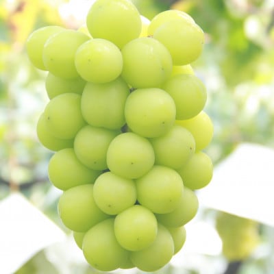 【発送月固定定期便】フルーツ定期便全2回【配送不可地域：離島・沖縄県】