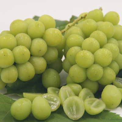 【発送月固定定期便】フルーツ定期便全6回【配送不可地域：離島】