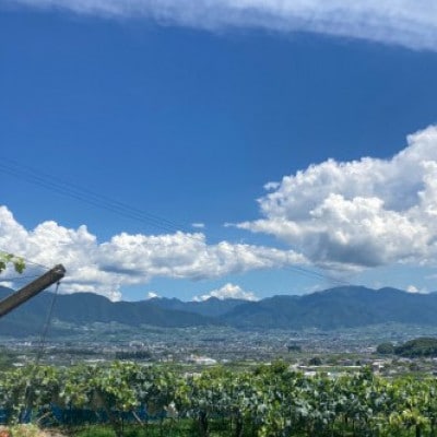 【発送月固定定期便】旬のピオーネ+シャインマスカット2～3房(約1.5kg)全2回【配送不可地域：離島】