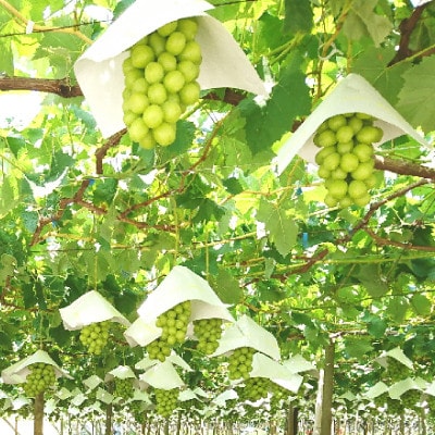 【発送月固定定期便】やまなし旬のフルーツ定期便(桃・シャインマスカット)【L】全2回【配送不可地域：離島】