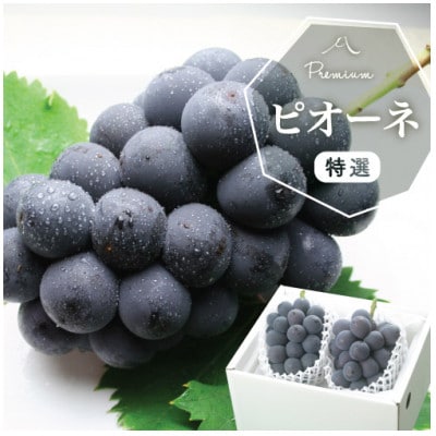 【2026年発送分先行受付】山梨産 ピオーネ(種なし) 2房 約1kg 化粧箱入り 産地直送でお届け【配送不可地域：離島・沖縄県】