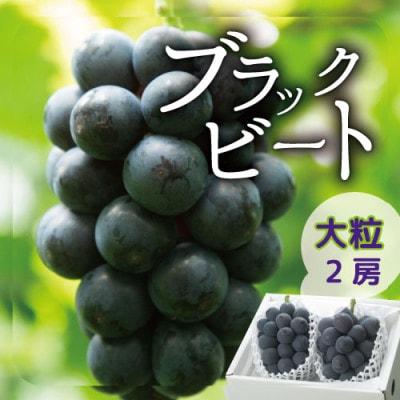 【2026年発送分先行受付】山梨産ブラックビート 2房(約1kg) 化粧箱入り レアな希少品種【配送不可地域：離島・沖縄県】