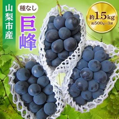 【2026年先行受付】山梨市産「巨峰(種なし)」詰め合わせ(約500g×3房)【配送不可地域：離島・沖縄県】