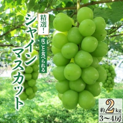 【先行受付2026年発送】精選! シャインマスカット 約2kg (3～4房)【配送不可地域：離島】