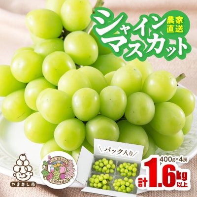 【2026年先行予約】農家直送シャインマスカットパック入1.6kg以上(1房400g×4)【配送不可地域：離島】