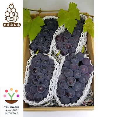 【2026発送予定】農家朝どり種無し巨峰　3～5房入り　山梨市産地直送　約2kg以上【配送不可地域：離島】