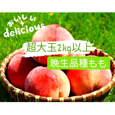 【2026発送予定】晩生品種3～6玉入り農家直送　2kg以上【配送不可地域：離島】