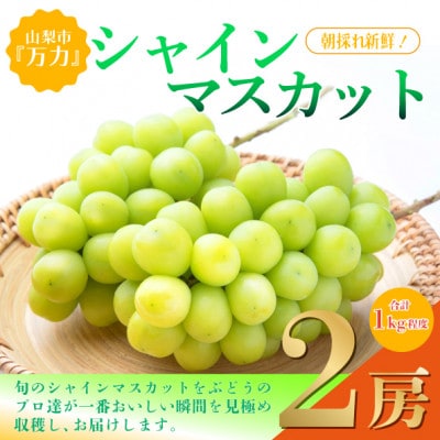 【2026年発送 先行受付】シャインマスカット2房 (計1kg程度) 生産者直送 ! 山梨市万力産【配送不可地域：離島】