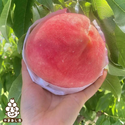 2026年発送【旬の桃 約2kg 5～7玉】 坂の上の桃 硬くて甘い! 食べ応え抜群!【配送不可地域：離島】