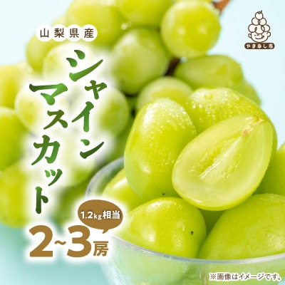 【2026発送】厳選 池田青果のシャインマスカット2房～3房(1.2kg相当) ふるさと納税【配送不可地域：離島・沖縄県】