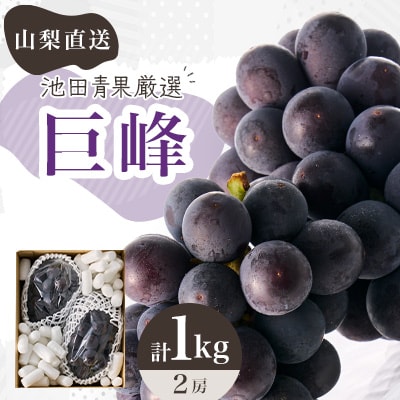 【2026年先行受付】厳選　池田青果の巨峰　2房 　1キロ　ふるさと納税【配送不可地域：離島・沖縄県】