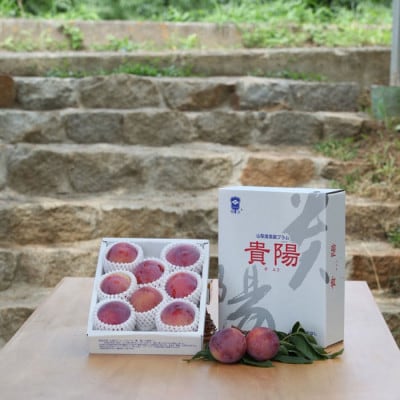 【ふるさと納税】2026年先行予約 山梨県山梨市産 貴陽すもも 約1.5kg (8玉～10玉程度)【配送不可地域：離島】