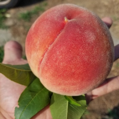 【2026年先行受付】農家直送の桃　2kg【配送不可地域：離島】