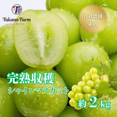 【2026年先行予約】シャインマスカット約2kg 山梨県産 自社農園直送!完熟収穫! 【数量限定】【配送不可地域：離島】