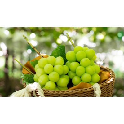 【2026年先行受付】農家直送のシャインマスカット4kg【配送不可地域：離島】